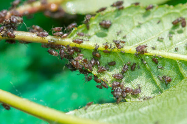 istock Close-up on aphids on green cherry leaves - macro photography. 1254074183