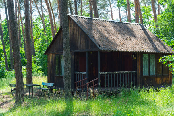 Old wooden house in a pine forest.