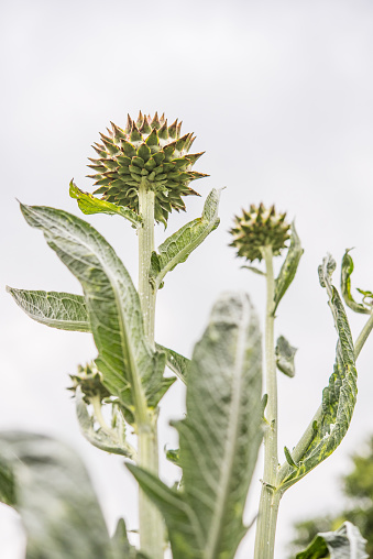 Cardoon Plant Flowering Buds on Grey Sky Background