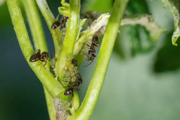 Photo of Colony of aphids and ants on garden plants
