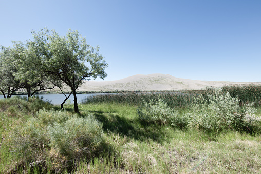 A green, lush shoreline of the Snake River in Idaho, USA. Beautiful shrubs, grasses, and trees with the river and a sand dune in the background.