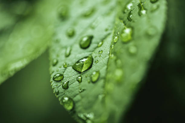 istock Close up shot of water drops on leaf 1254077601