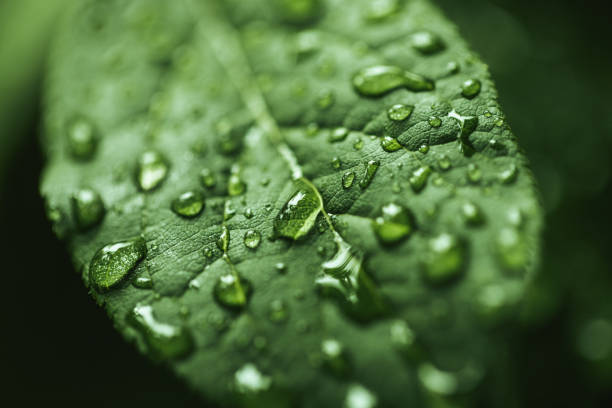 istock Close up shot of water drops on leaf 1254077612