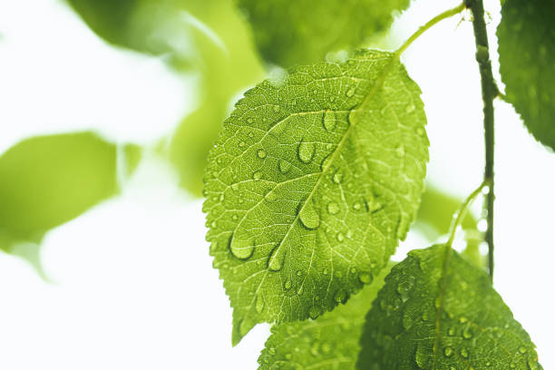Close up shot of water drops on leaf.