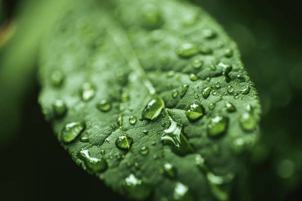 istock Close up shot of water drops on leaf 1254077694