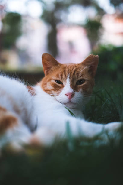 Stray animal cat on a public park in Istanbul.