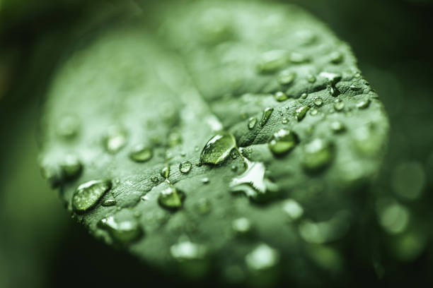istock Close up shot of water drops on leaf 1254077917