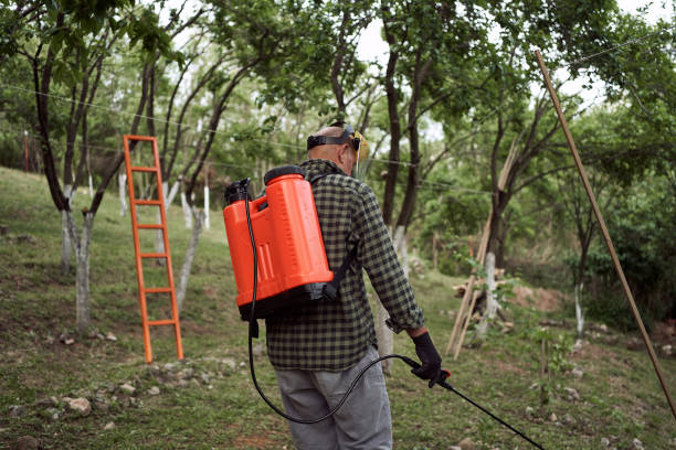 istock Senior man spraying crop in his orchard 1254079677