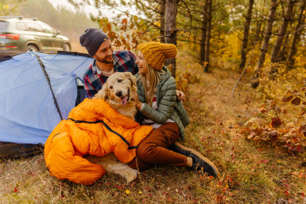 nur wir drei - golden retriever dog autumn leaf stock-fotos und bilder