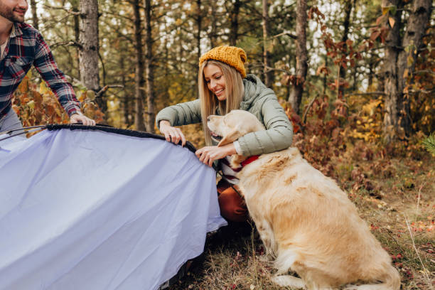 nuestro ayudante peludo - golden retriever dog autumn leaf fotografías e imágenes de stock