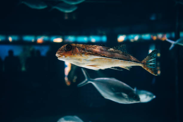 istock Fish in the Aquarium 1254082271