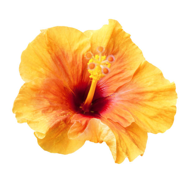 istock orange hibiscus flower isolated 1254082355