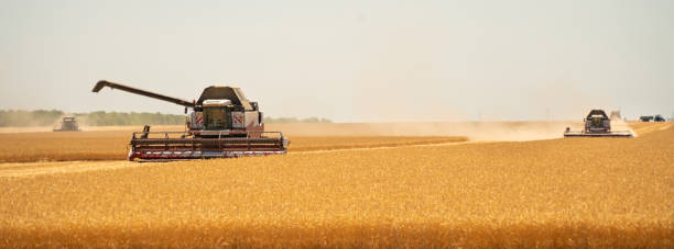 istock Combine harvester harvests wheat 1254083271