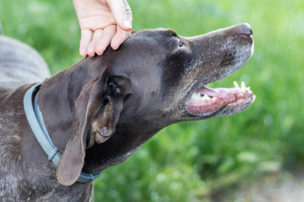 istock Female hand stroking big brown dog. 1254083525