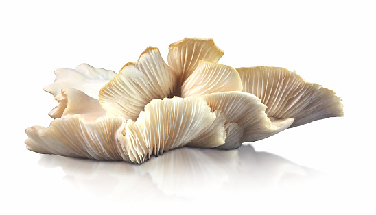 Uncultivated Edible Oyster Mushroom Growing Cut Out White BackgroundSavory Food