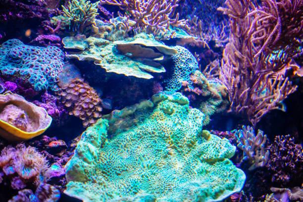 istock Underwater background with sea plants, corals and fish 1254086054