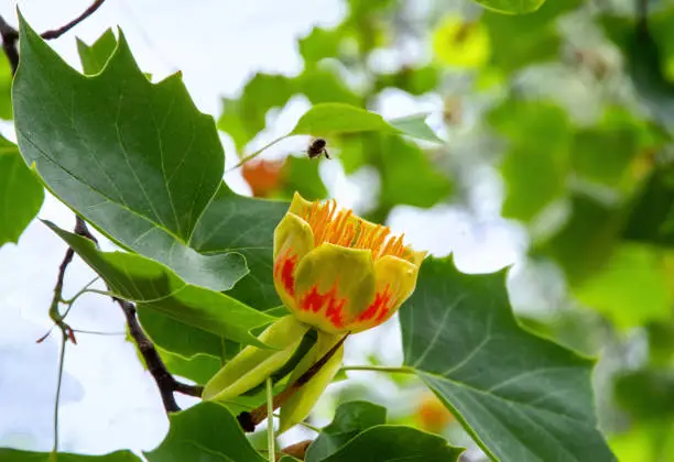 Flower Liriodendron Tulipifera (Tulip Tree, American Tulip Tree, Tuliptree, Tulip Poplar, Whitewood, Fiddle-tree, Yellow Poplar)