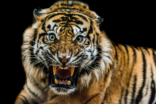 Gaining amazing access to this beautiful male Sumatran tiger at dinner time. His roar was extremely load, I literally had tiger saliva on my lens after the shot.