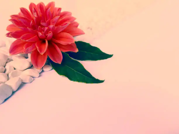 Close-up of orange flower of Royal Dahlia with 2 leaves on diagonal strip made of small pebbles on left upper corner,large copy space on right.Natural design template in pastel colors,leaflet,mockup.