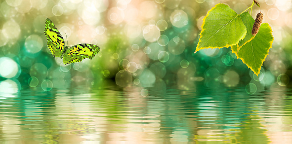 Image of a branch with leaves and a butterfly flying above the surface of the water. Wide format. Copy space