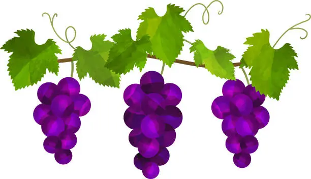 Vector illustration of Illustration of ripe purple grapes, vector