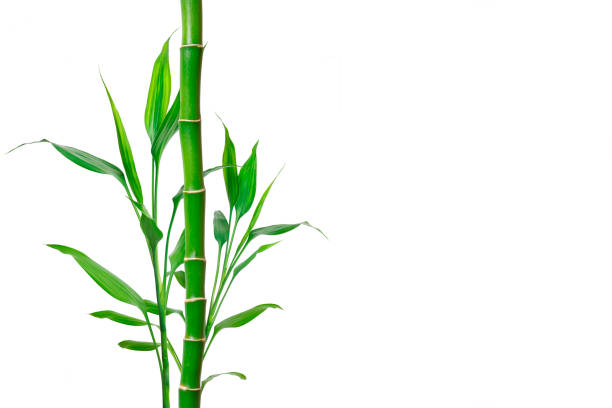istock Bamboo with place for text. Background for banner, poster and web 1254088787