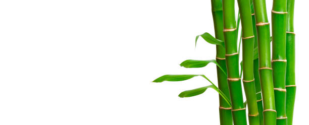 istock Green bamboo stems and leaves on white background. Banner with copy space, place for text 1254088794