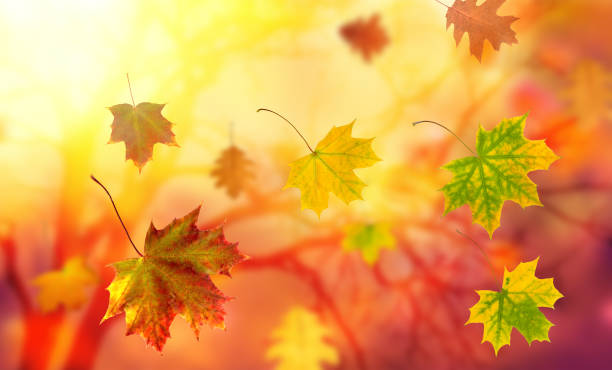 istock falling autumn leaves on an orange blurry background 1254088817