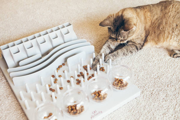istock Devon Rex cats and Fun Board Strategy Game - mental challenges to get food. 1254088828