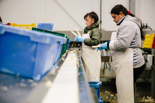 istock Hungarian workers sort asparagus at production line on a farm 1254089345