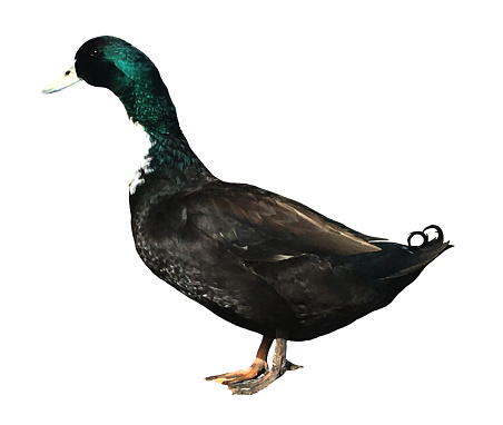 A black and white male domestic duck on a farm with a green head standing side view, cut out on a white background.  This drake is a Swedish duck, which is a heritage breed.