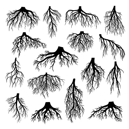 Roots of tree, bushes, shrubs black silhouettes set. Rootstock, rhizoma, creeping underground stem, rootstalk. Botany, dendrology vector illustration collection isolated on white background.