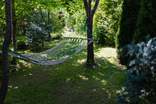 Life hack. Hammock stretched between trees against backdrop of evergreens. Between trees there is grassy lawn. Evergreen landscaped garden. Atmosphere of calm and relaxation.