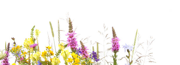 istock Flowering wild grass and herbs isolated on white background. 1254094641
