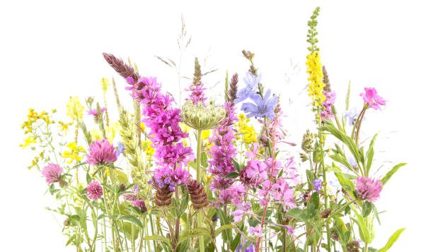 istock Flowering wild grass and herbs isolated on white background. 1254094693