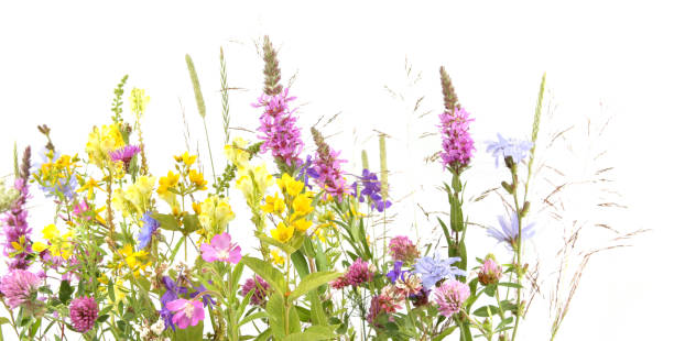 istock Flowering wild grass and herbs isolated on white background. 1254094835