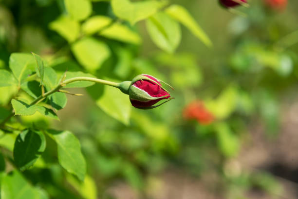 istock Unopened bud of a red rose on a green background. 1254094865