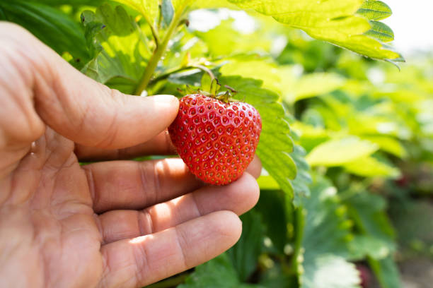 istock Picking Fresh Food At Farm 1254095778