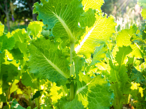 green leaves of lettuce on a bed of a farm field in the sun. - agriculture bed botany copy space imagens e fotografias de stock