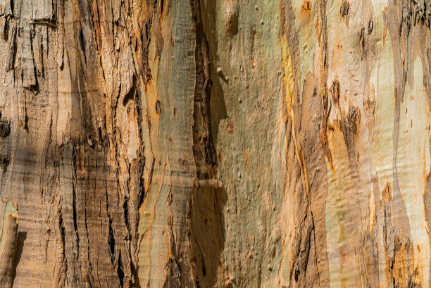Natural background of eucalyptus gumtree bark. Closeup of trunk. Tenerife, Canary islands Natural background of eucalyptus gumtree bark. Closeup of trunk. Tenerife, Canary islands. scribbly gum stock pictures, royalty-free photos & images