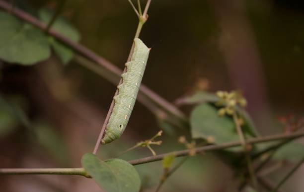 istock Closeup of Caterpillar Holding a Creeper with Copy Space 1254097228