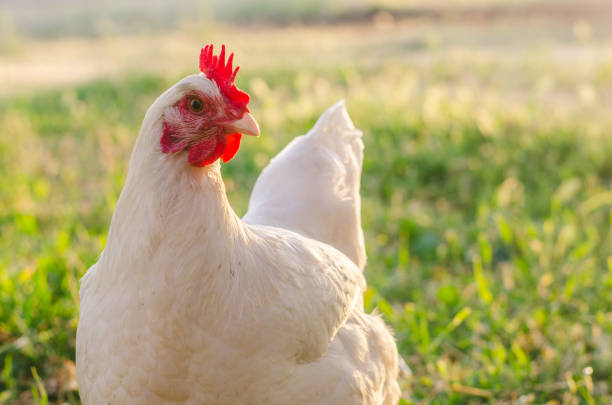 pollo de rango libre en la hora dorada de california vagando por los acres verdes del campo - gallina fotografías e imágenes de stock