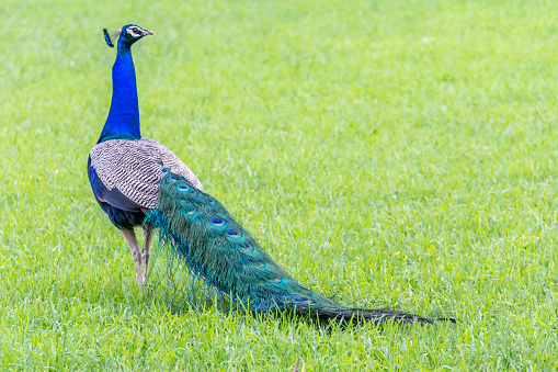 A beautiful peacock with blue head photo taken from the ITT Kanpur, India