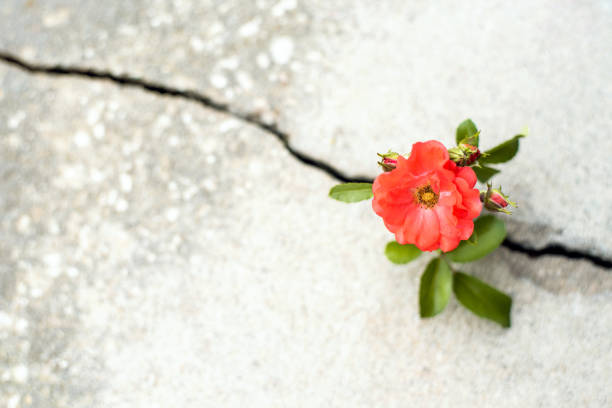 istock Flower growing from crack in the road 1254098351