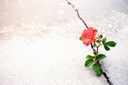 Rose flower growing from crack in the rod, new growth in the middle of crisis, new life new hope