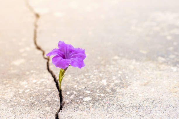 istock Flower growing from crack in the road 1254100009