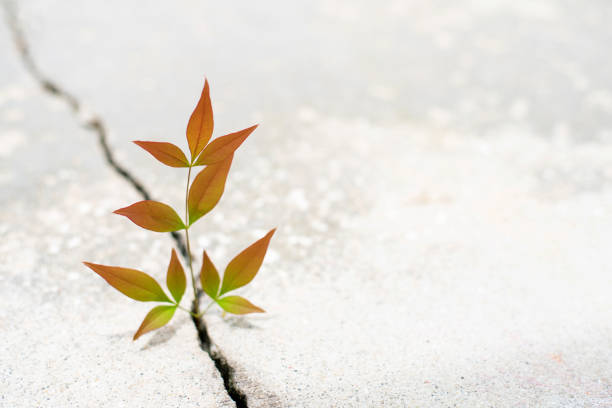 istock Plant growing from crack in the road 1254100206