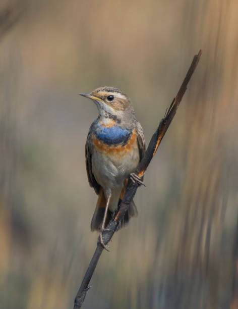 istock A wild bird on the burned stick in the grassland . 1254100430