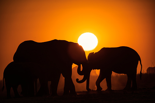 A group of african elephants (Loxodonta africana) in foreground of an African sunset. Chobe National Park, \nBotswana, Africa.A large male  African elephant (Loxodonta africana) in foreground of an African sunset. Chobe National Park, \nBotswana, Africa.