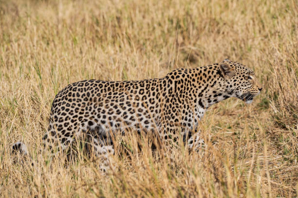 istock Leopard in wildlife, Okavango Delta, Botswana, Africa 1254101720